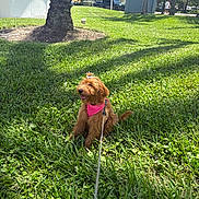 Luna is registered to the contest to win money with this photo: dog, grass, outdoor, leash, pink_harness, paw, tree, shadow, sunlight, park, pet, canine, fur, bow, nature, happy, tongue, summer, walk, animal