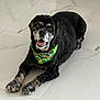 dog, black_dog, bandana, green_bandana, plaid, marble_floor, indoor, pet, canine, happy, tongue_out, laying_down, floor_tiles, fur, cute, animal, domestic_animal, looking_up, paw, muzzle