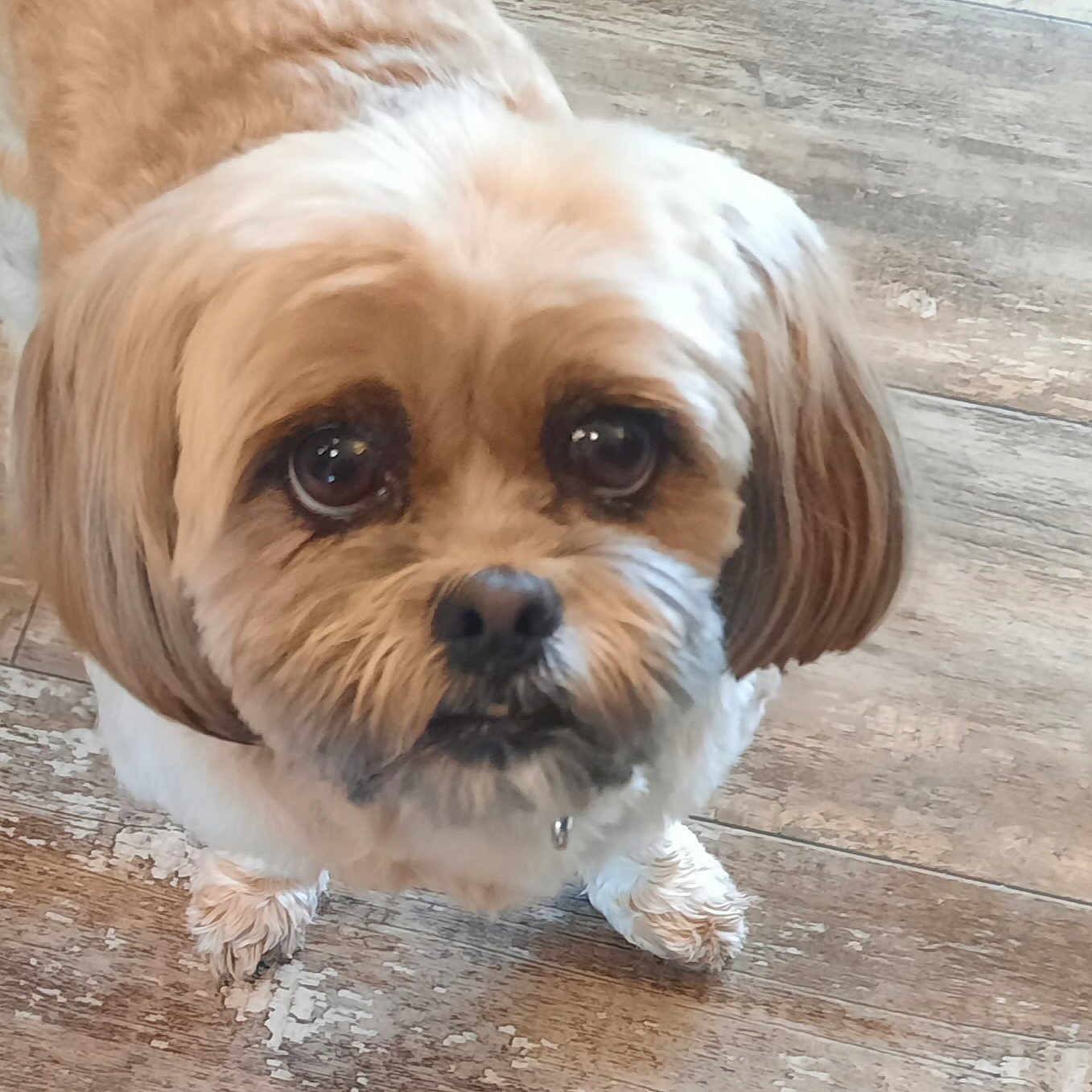 Sassenach joined the competition — help win amazing prizes! adorable, animal, brown_and_white, close_up, companion, cute, dog, domestic_animal, ears, face, fluffy, friendly, fur, indoors, looking_up, paws, pet, small_dog, standing, wooden_floor