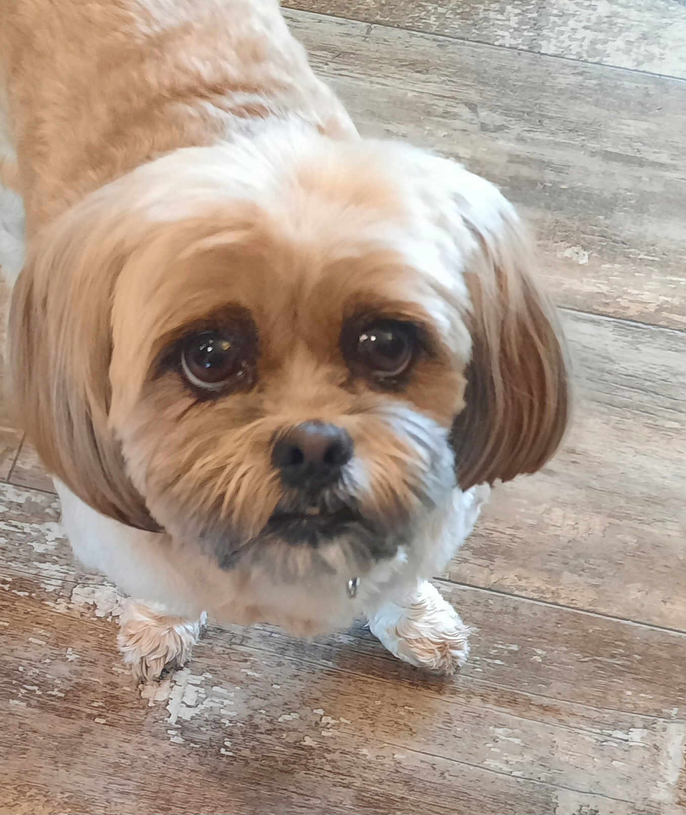 Sassenach joined the competition — help win amazing prizes! dog, small_dog, fluffy, close_up, brown_and_white, cute, pet, indoors, wooden_floor, looking_up, fur, animal, companion, adorable, friendly, face, ears, paws, domestic_animal, standing