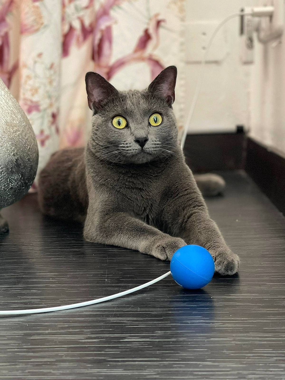 Sweety a rejoint le concours — aidez-le/la à gagner de superbes lots ! carnivore, cat, cat_supply, cat_toy, domestic_short_haired_cat, door, electric_blue, felidae, flooring, fur, grey, paw, russian_blue, sitting, small_to_medium_sized_cats, snout, table_tennis_racket, tail, whiskers, window