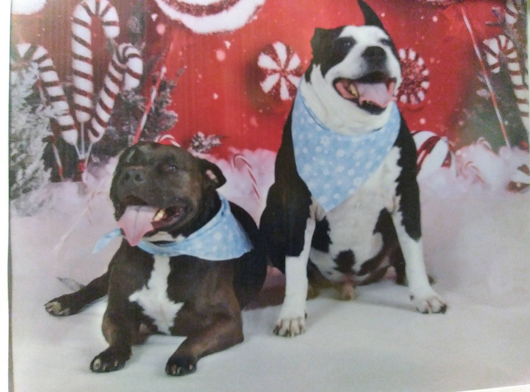 Diesel is registered to the contest to win money with this photo: canidae, carmine, carnivore, collar, companion_dog, dog, dog_breed, dog_clothes, dog_collar, dog_supply, fawn, fur, leash, mammal, pattern, pet_supply, snout, sporting_group, tail, working_animal