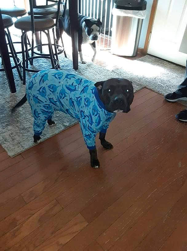 Diesel joined the competition — help win amazing prizes! cabinetry, carnivore, chair, companion_dog, dog, dog_breed, fawn, floor, flooring, grey, hardwood, laminate_flooring, mammal, pattern, pug, sporting_group, tail, wood, wood_flooring, working_animal