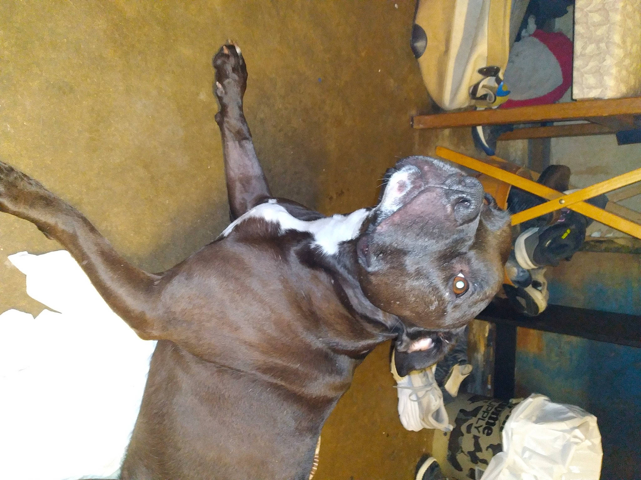 Diesel joined the competition — help win amazing prizes! art, collar, dog_breed, dog_collar, fawn, hat, liver, metal, pack_animal, sculpture, snout, terrestrial_animal, wood, working_animal, wrinkle