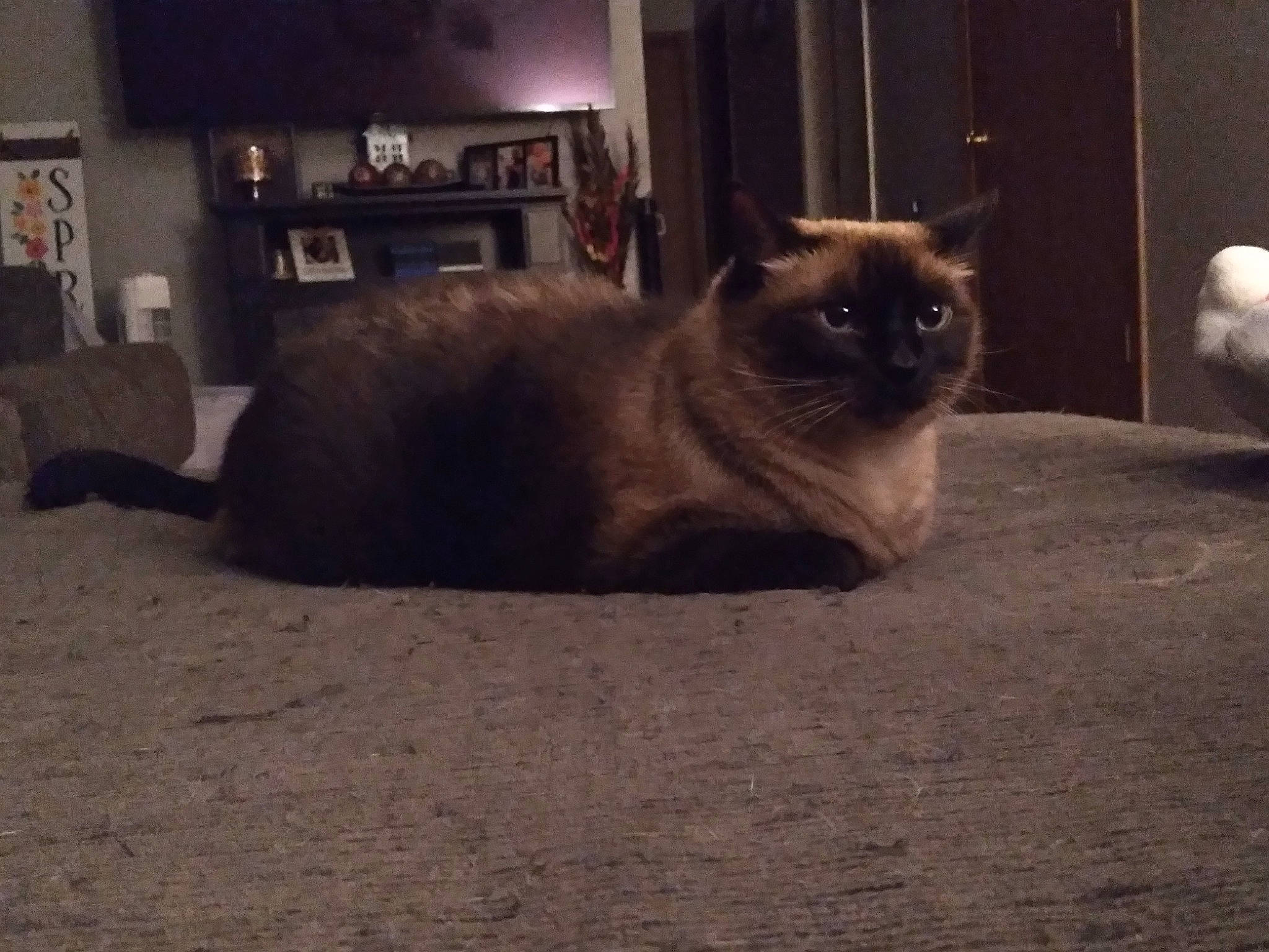 Miss Priss joined the competition — help win amazing prizes! balinese, birman, bookcase, carnivore, cat, couch, fawn, felidae, flooring, fur, gas, iris, picture_frame, shelf, siamese, small_to_medium_sized_cats, snout, tail, thai, whiskers