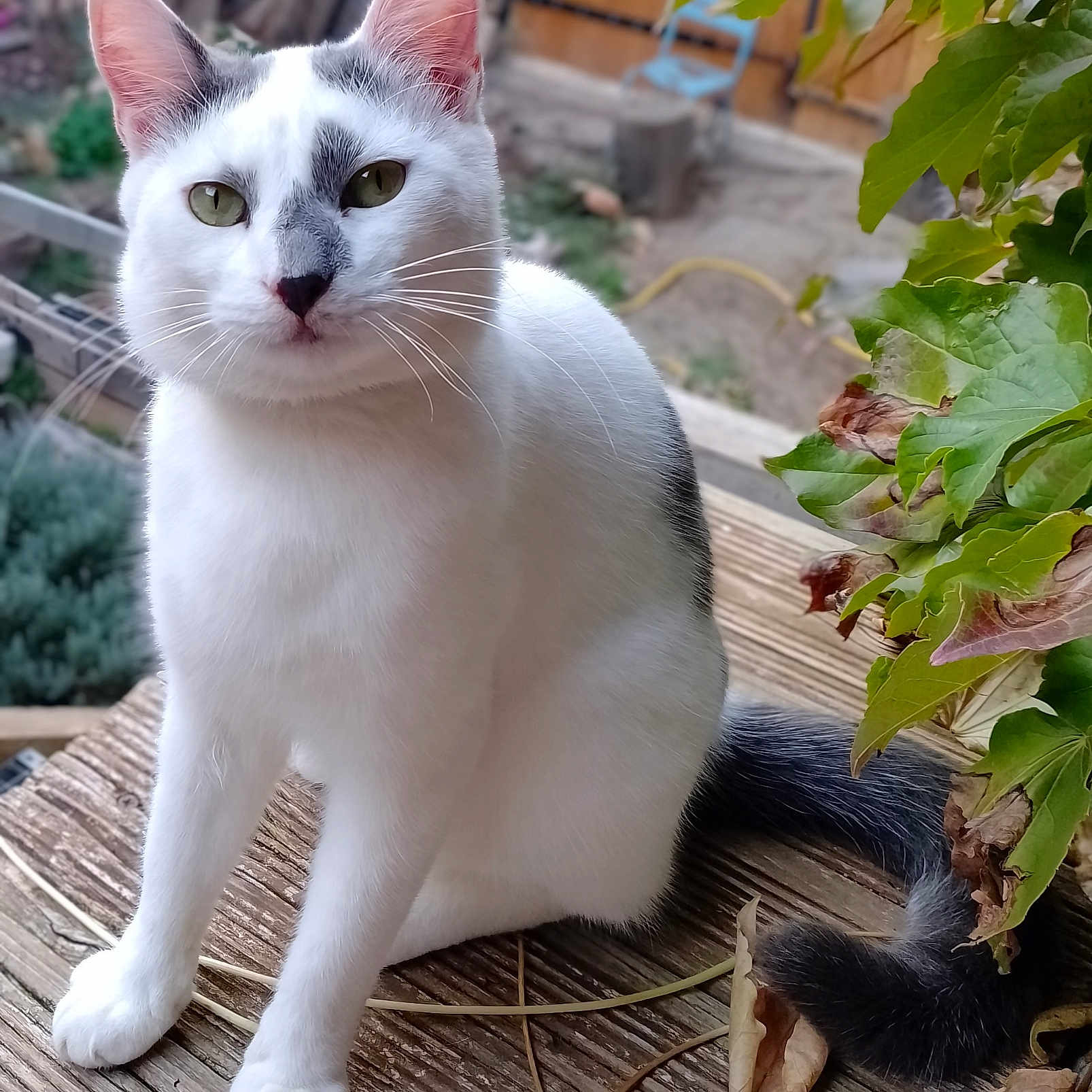 Mignon Zak a rejoint le concours — aidez-le/la à gagner de superbes lots ! animal, calm, cat, closeup, curious, daylight, domestic_cat, feline, gray_markings, greenery, leaves, nature, outdoor, pet, plants, portrait, sitting, tail, white_cat, wooden_surface