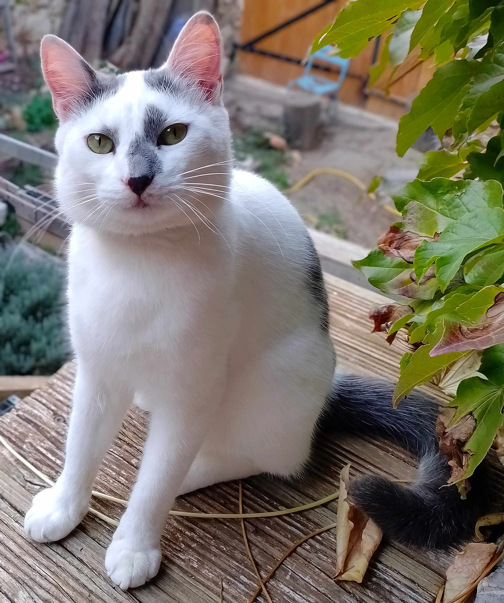 Mignon Zak a rejoint le concours — aidez-le/la à gagner de superbes lots ! animal, calm, cat, closeup, curious, daylight, domestic_cat, feline, gray_markings, greenery, leaves, nature, outdoor, pet, plants, portrait, sitting, tail, white_cat, wooden_surface