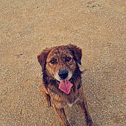 Rakaï a rejoint le concours — aidez-le/la à gagner de superbes lots ! dog, canine, pet, animal, outdoor, sand, tongue_out, happy, brindle_coat, sitting, looking_up, fur, ears, muzzle, collar, playful, friendly, cute, nature, daytime