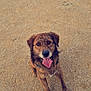 dog, canine, pet, animal, outdoor, sand, tongue_out, happy, brindle_coat, sitting, looking_up, fur, ears, muzzle, collar, playful, friendly, cute, nature, daytime