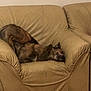 dog, couch, leather, beige, indoor, pet, relaxed, animal, furniture, tile_floor, canine, resting, comfort, brown_fur, living_room, home, domestic_animal, sleeping, casual, stretching