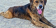 Rakaï participe au concours pour gagner de l'argent avec cette photo : animal, brindle, canine, dog, ears, friendly, fur, gravel, happy, lying_down, mammal, outdoor, paw, pet, playful, resting, smiling, snout, tongue, tongue_out