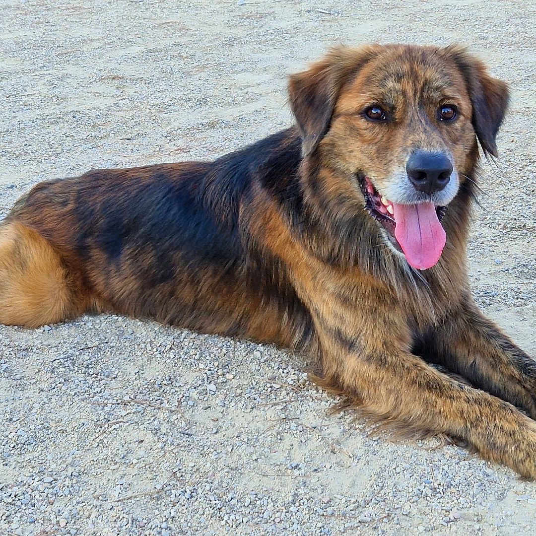 Rakaï participe au concours pour gagner de l'argent avec cette photo : animal, brindle, canine, dog, ears, friendly, fur, gravel, happy, lying_down, mammal, outdoor, paw, pet, playful, resting, smiling, snout, tongue, tongue_out