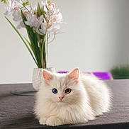Minoucha a rejoint le concours — aidez-le/la à gagner de superbes lots ! cat, white_cat, heterochromia, blue_eye, amber_eye, fluffy_cat, table, vase, flowers, indoor, decor, clock, blurred_background, pet, cute, animal, fur, relaxed, lying_down, domestic_cat