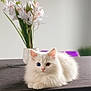 cat, white_cat, heterochromia, blue_eye, amber_eye, fluffy_cat, table, vase, flowers, indoor, decor, clock, blurred_background, pet, cute, animal, fur, relaxed, lying_down, domestic_cat