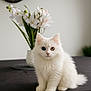 Minoucha a rejoint le concours — aidez-le/la à gagner de superbes lots ! cat, kitten, heterochromia, white_fur, blue_eye, amber_eye, flower_vase, orchid, table, indoor, pet, cute, fluffy, sitting, portrait, domestic_animal, closeup, feline, decor, soft_light