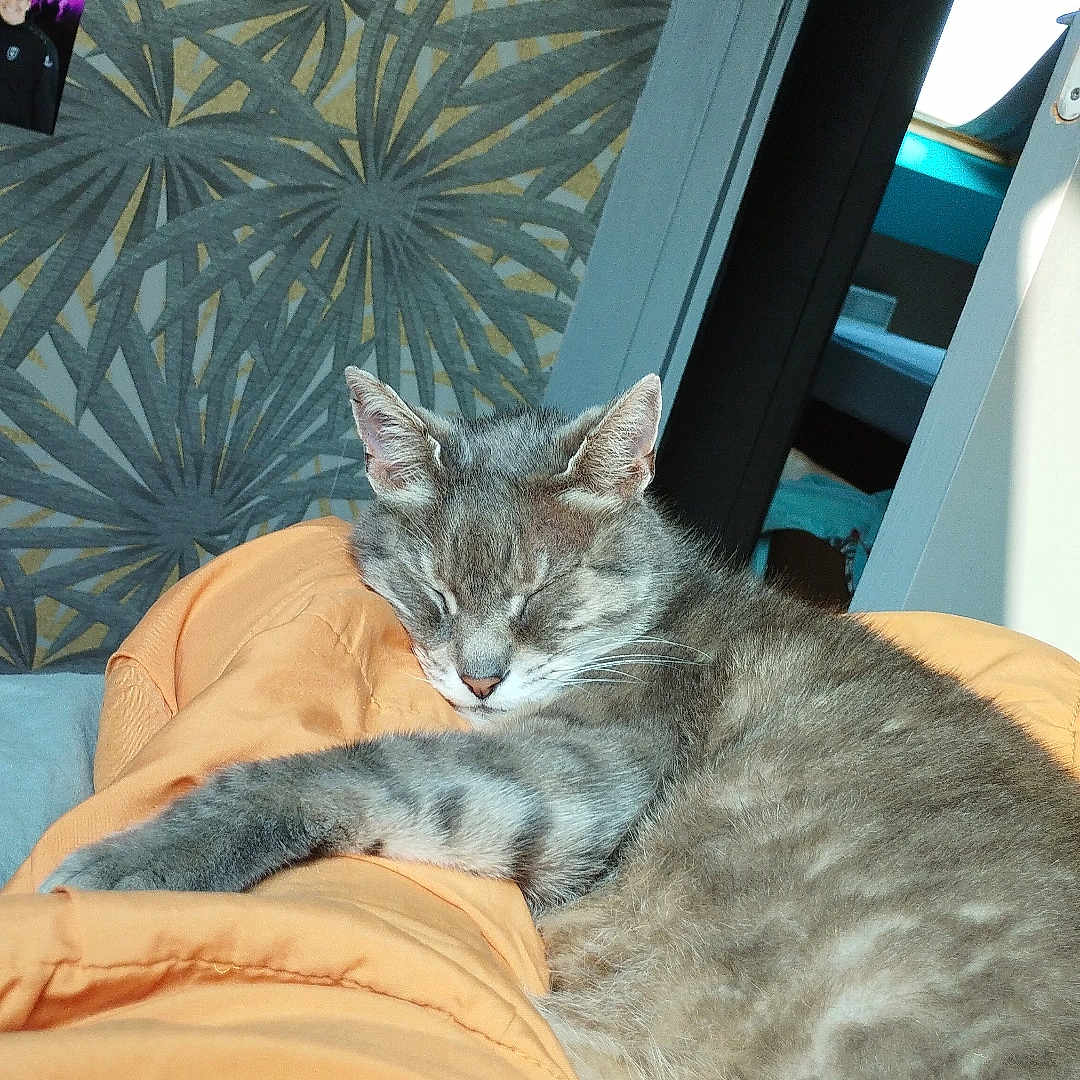 Mimi participe au concours pour gagner de l'argent avec cette photo : blanket, cat, cozy, domestic_animal, feline, fur, gray_tabby, home, indoor, orange, patterned_wall, peaceful, pet, quiet, relaxing, resting, sleeping, soft, sunlight, window_light