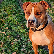 Piggy participe au concours pour gagner de l'argent avec cette photo : animal, brown_dog, canine, collar, daytime, dog, ears, field, grass, leaves, nature, outdoor, path, pet, sky, snout, sunlight, trees, walking_path, white_paws