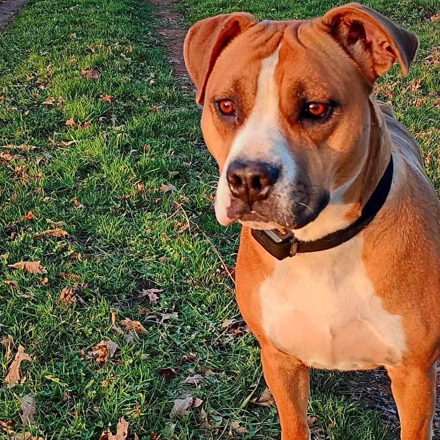 Piggy participe au concours pour gagner de l'argent avec cette photo : animal, brown_dog, canine, collar, daytime, dog, ears, field, grass, leaves, nature, outdoor, path, pet, sky, snout, sunlight, trees, walking_path, white_paws