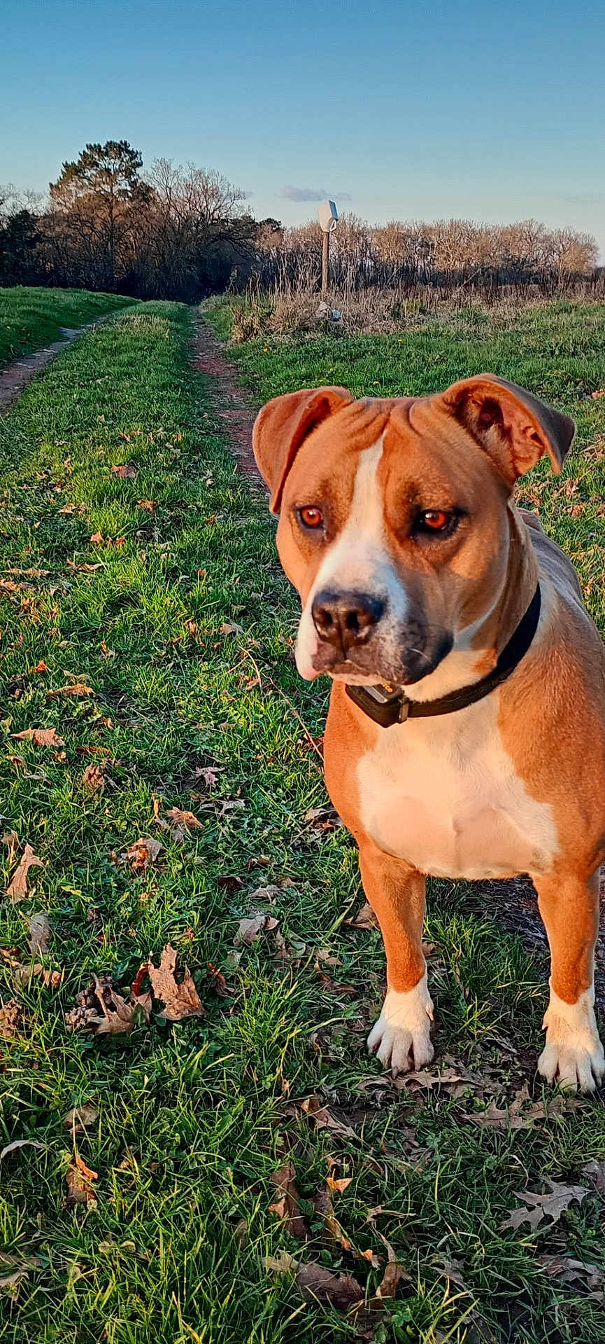Piggy participe au concours pour gagner de l'argent avec cette photo : animal, brown_dog, canine, collar, daytime, dog, ears, field, grass, leaves, nature, outdoor, path, pet, sky, snout, sunlight, trees, walking_path, white_paws