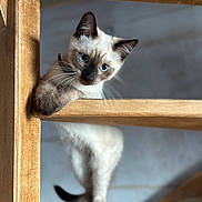 Albus a rejoint le concours — aidez-le/la à gagner de superbes lots ! cat, siamese, kitten, blue_eyes, wooden_chair, curious, indoor, pet, whiskers, feline, playful, young, animal, looking, paw, fur, close_up, portrait, cute, domestic