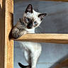 cat, siamese, kitten, blue_eyes, wooden_chair, curious, indoor, pet, whiskers, feline, playful, young, animal, looking, paw, fur, close_up, portrait, cute, domestic