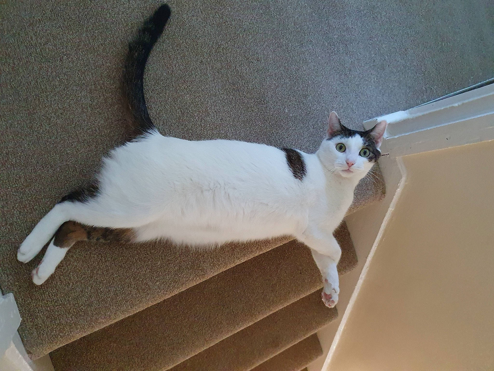 Beanz joined the competition — help win amazing prizes! aegean_cat, balinese, carnivore, cat, felidae, javanese, kitten, mammal, small_to_medium_sized_cats, tail, whiskers