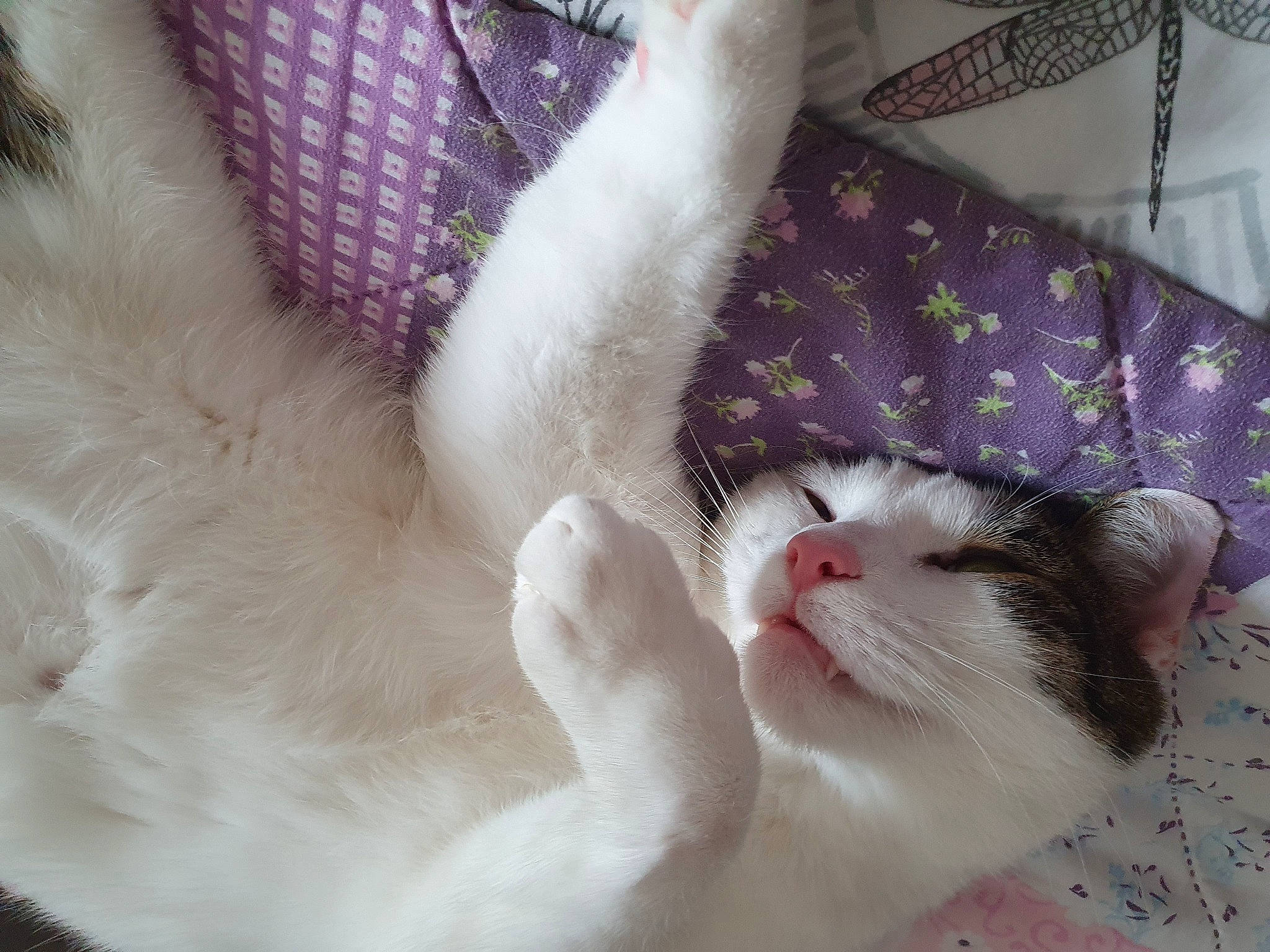 Beanz joined the competition — help win amazing prizes! aegean_cat, carnivore, cat, claw, colorpoint_shorthair, eye, felidae, fur, hand, kitten, nose, paw, polydactyl_cat, skin, small_to_medium_sized_cats, tail, turkish_angora, turkish_van, whiskers, white