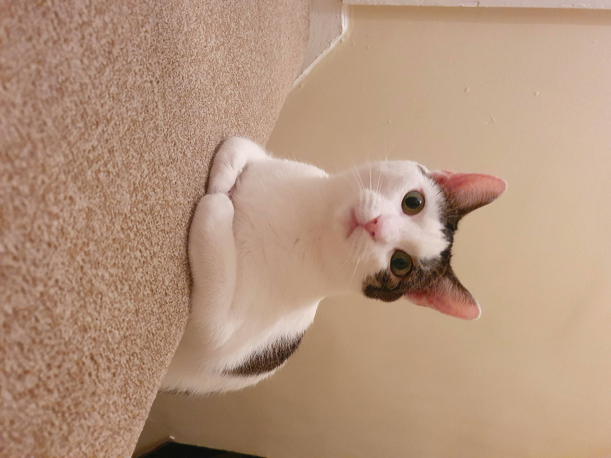 Beanz joined the competition — help win amazing prizes! canidae, carnivore, cat, colorpoint_shorthair, cornish_rex, devon_rex, donskoy, ear, fawn, felidae, khao_manee, mammal, oriental_shorthair, peterbald, small_to_medium_sized_cats, sphynx, tail, ukrainian_levkoy, whiskers