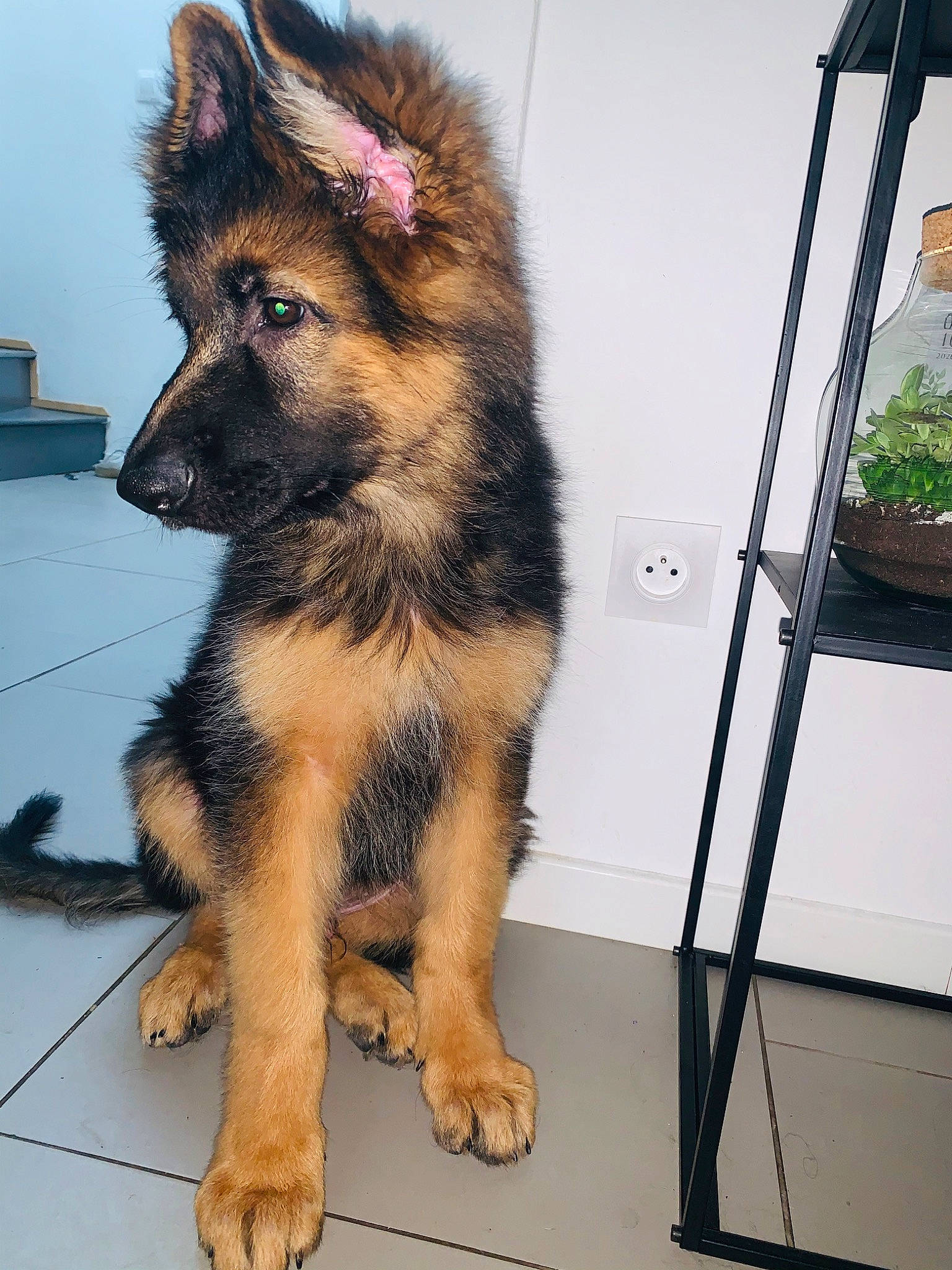 Racaille participe au concours pour gagner de l'argent avec cette photo : belgian_shepherd, belgian_shepherd_malinois, bohemian_shepherd, canidae, carnivore, dog, dog_breed, german_shepherd_dog, herding_dog, king_shepherd, kunming_wolfdog, laekenois, mammal, old_german_shepherd_dog, rare_breed_dog, shiloh_shepherd_dog, tervuren, vertebrate, wolfdog, working_dog