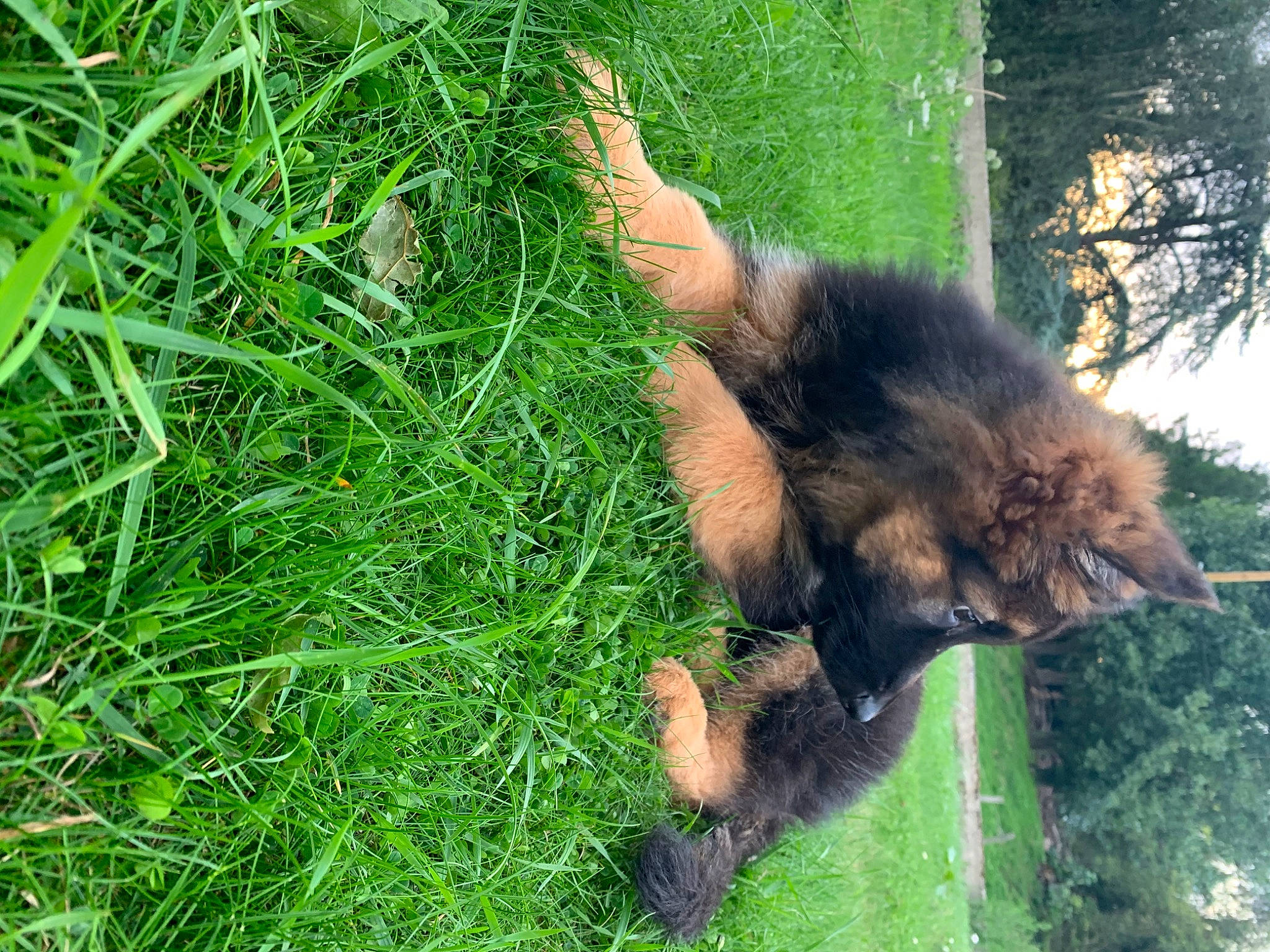 Racaille participe au concours pour gagner de l'argent avec cette photo : canidae, carnivore, cat, felidae, german_shepherd_dog, grass, plant, tail