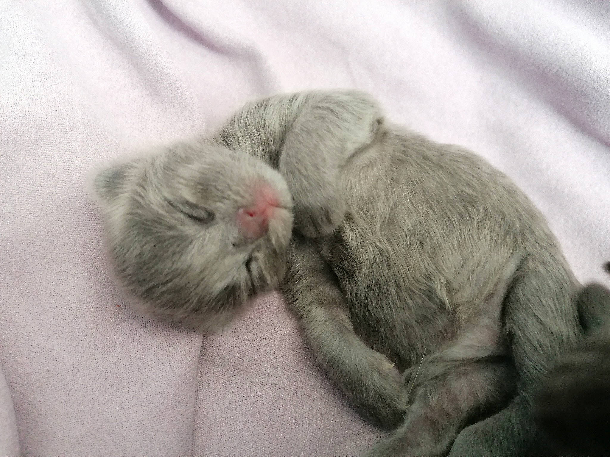 Boulette a rejoint le concours — aidez-le/la à gagner de superbes lots ! british_shorthair, carnivore, cat, chartreux, fawn, felidae, hug, kitten, mammal, nap, nebelung, russian_blue, sleep, small_to_medium_sized_cats, whiskers