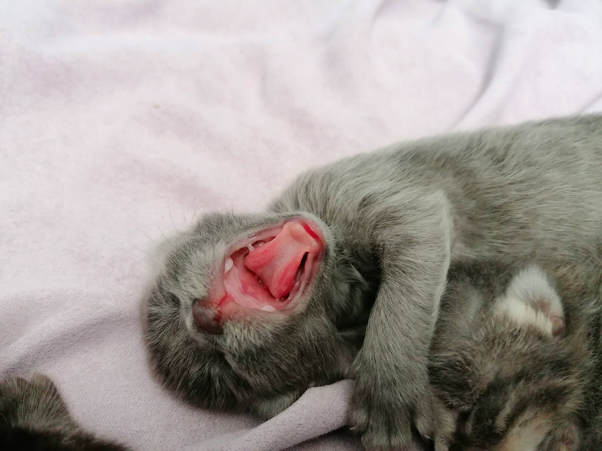 Boulette a rejoint le concours — aidez-le/la à gagner de superbes lots ! baby, british_shorthair, carnivore, cat, chartreux, child, european_shorthair, facial_expression, felidae, fur, kitten, korat, nap, paw, russian_blue, sleep, small_to_medium_sized_cats, snout, tabby_cat, whiskers