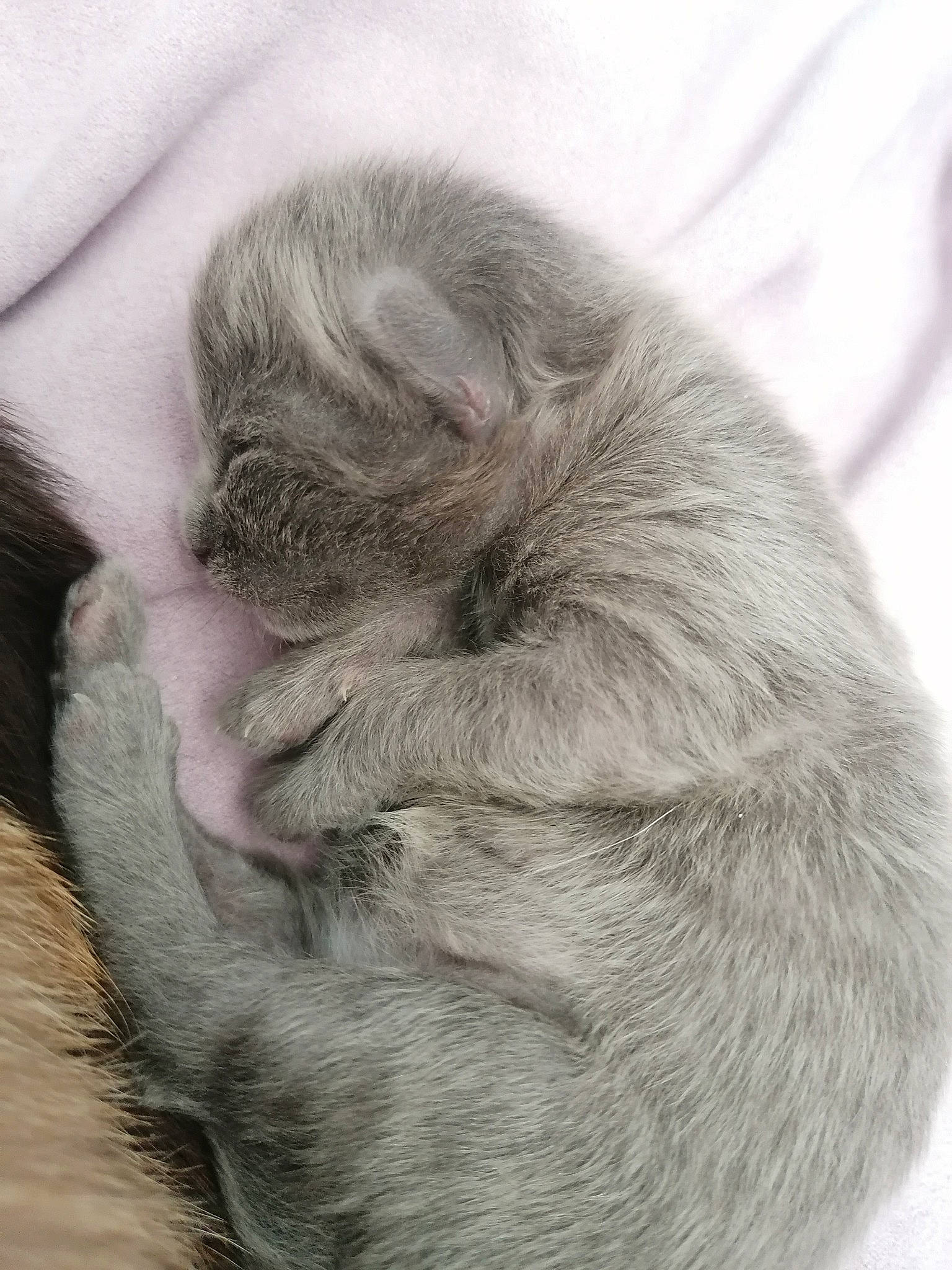 Boulette participe au concours pour gagner de l'argent avec cette photo : british_longhair, british_shorthair, carnivore, cat, ear, fawn, felidae, fur, kitten, nebelung, skin, small_to_medium_sized_cats, whiskers