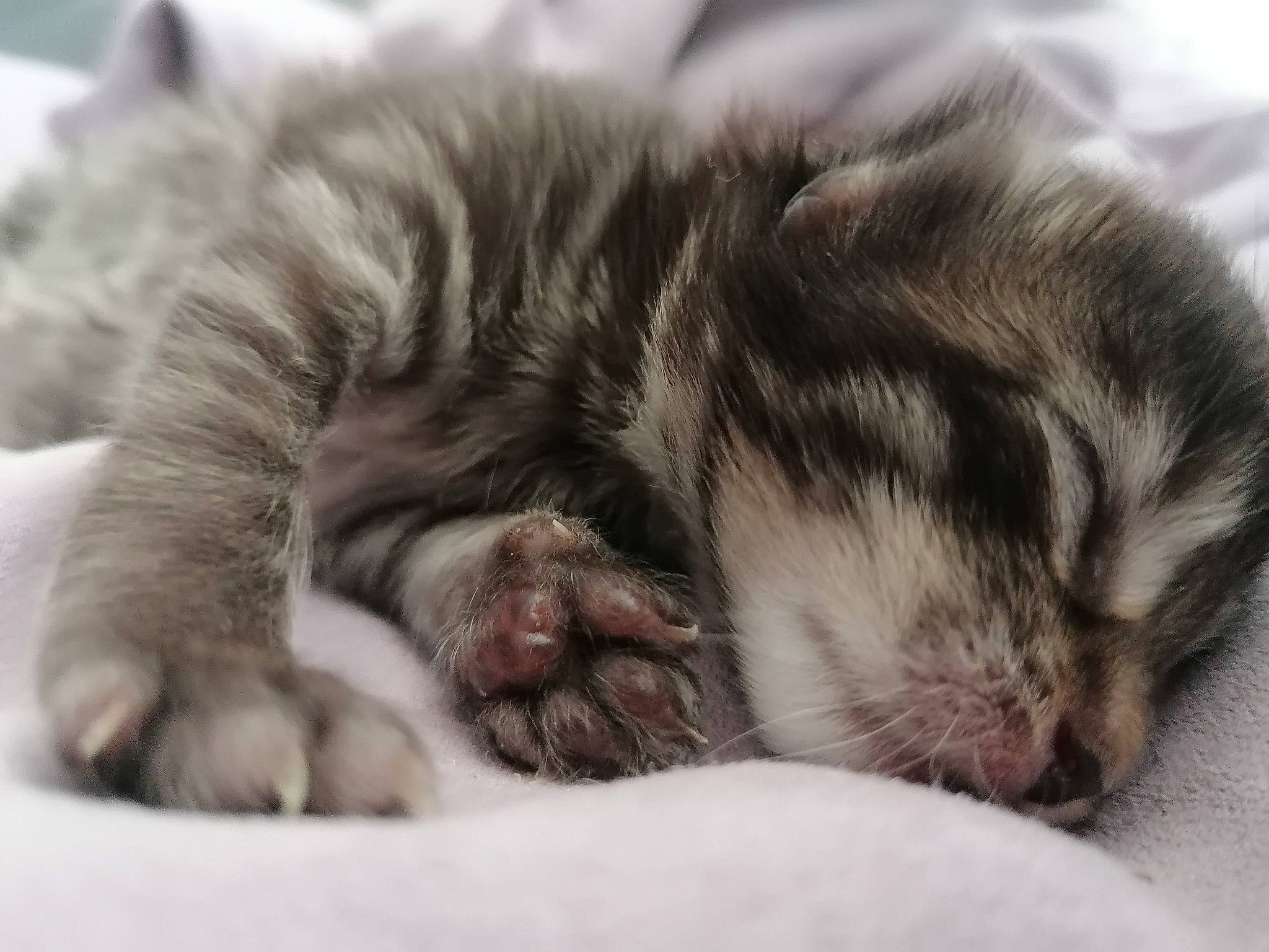 Bébou a rejoint le concours — aidez-le/la à gagner de superbes lots ! american_shorthair, baby, carnivore, cat, child, comfort, ear, felidae, fur, kitten, maine_coon, nap, norwegian_forest_cat, paw, puppy, sleep, small_to_medium_sized_cats, tabby_cat, whiskers