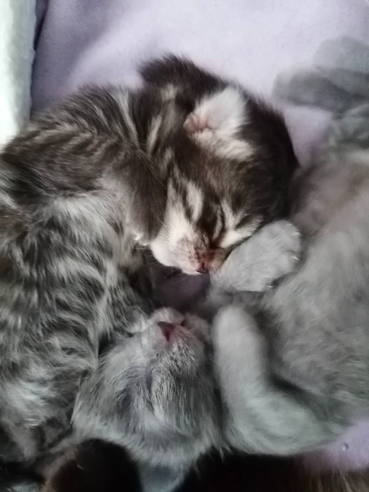 Bébou a rejoint le concours — aidez-le/la à gagner de superbes lots ! asian, carnivore, cat, european_shorthair, felidae, fur, hug, kitten, mammal, nap, norwegian_forest_cat, paw, polydactyl_cat, siberian, sky, sleep, small_to_medium_sized_cats, snout, tabby_cat, whiskers