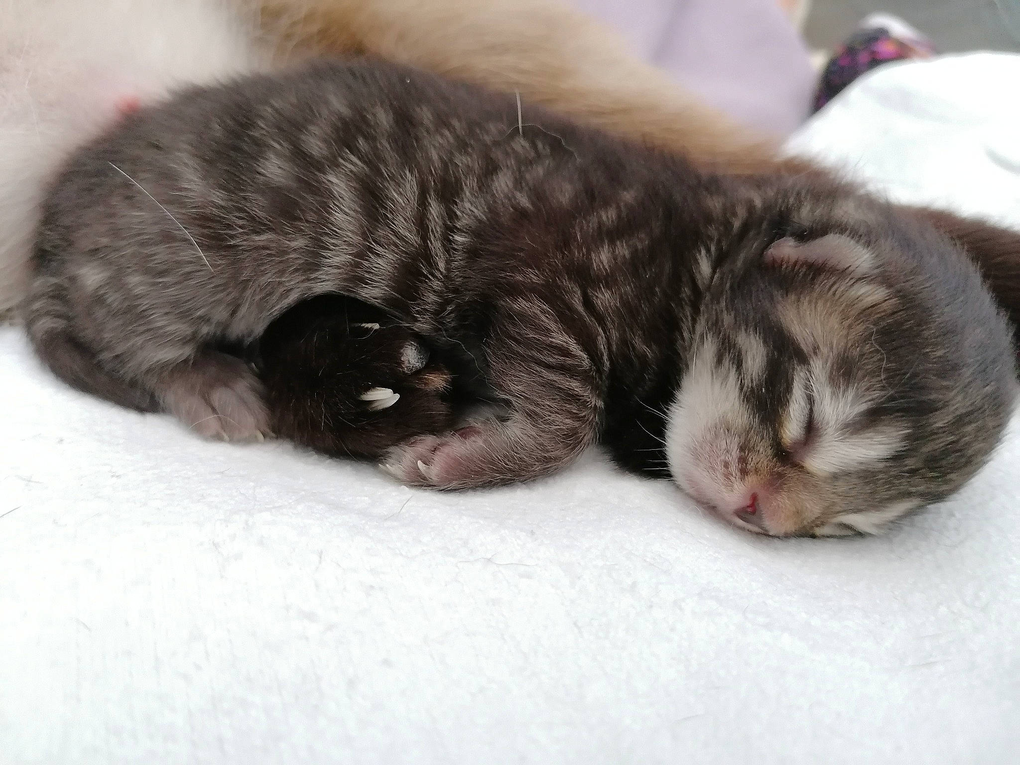 Bébou a rejoint le concours — aidez-le/la à gagner de superbes lots ! baby, carnivore, cat, cat_bed, child, claw, domestic_short_haired_cat, european_shorthair, fawn, felidae, fur, kitten, mammal, nap, norwegian_forest_cat, paw, polydactyl_cat, sleep, small_to_medium_sized_cats, whiskers