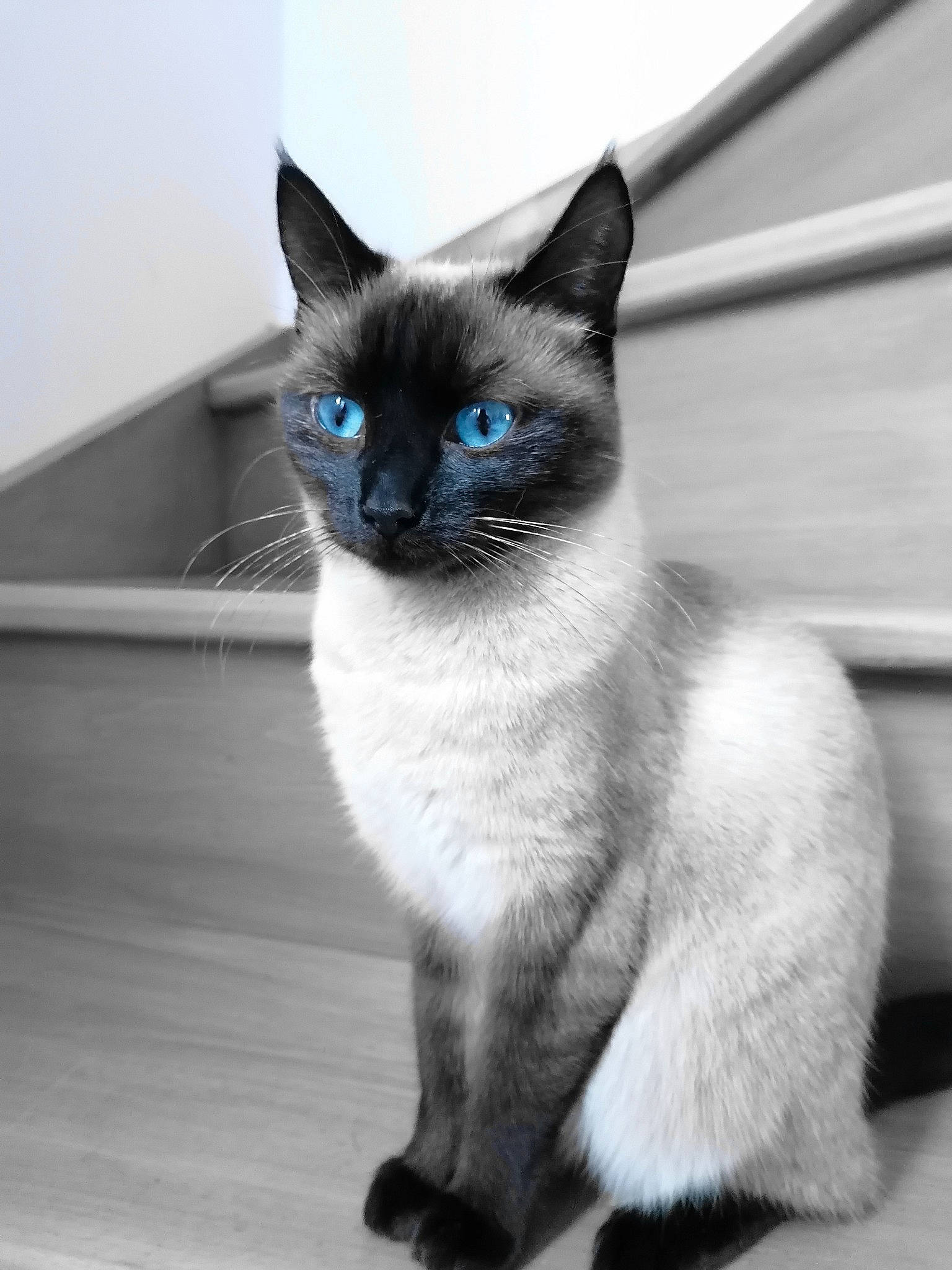 Chanel a rejoint le concours — aidez-le/la à gagner de superbes lots ! balinese, birman, carnivore, cat, colorpoint_shorthair, domestic_short_haired_cat, eye, felidae, himalayan, javanese, mammal, ojos_azules, ragdoll, siamese, small_to_medium_sized_cats, snout, thai, tonkinese, vertebrate, whiskers