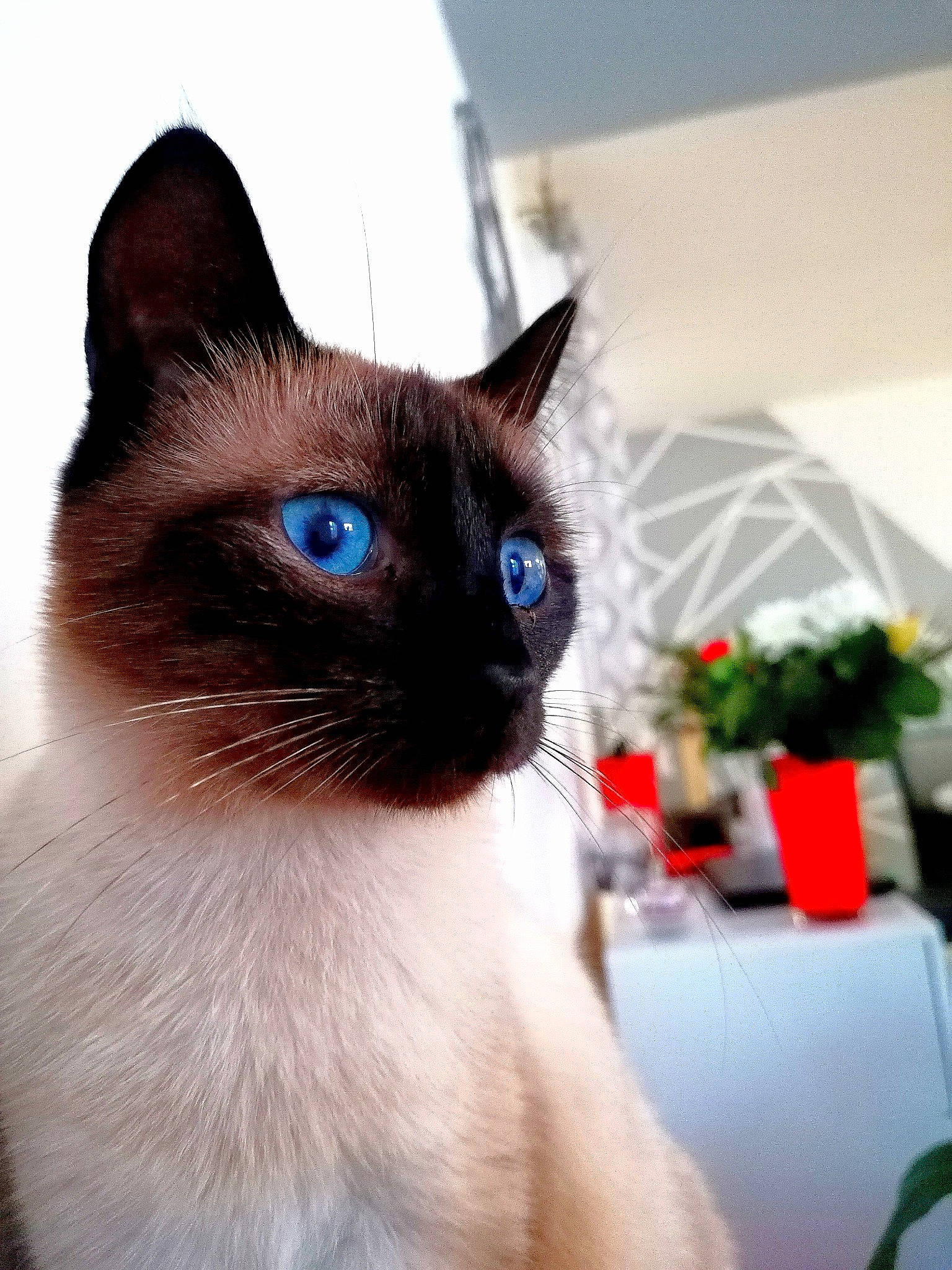 Chanel a rejoint le concours — aidez-le/la à gagner de superbes lots ! balinese, birman, burmese, carnivore, cat, colorpoint_shorthair, eye, felidae, himalayan, iris, mammal, ojos_azules, ragdoll, siamese, small_to_medium_sized_cats, snowshoe, thai, tonkinese, vertebrate, whiskers