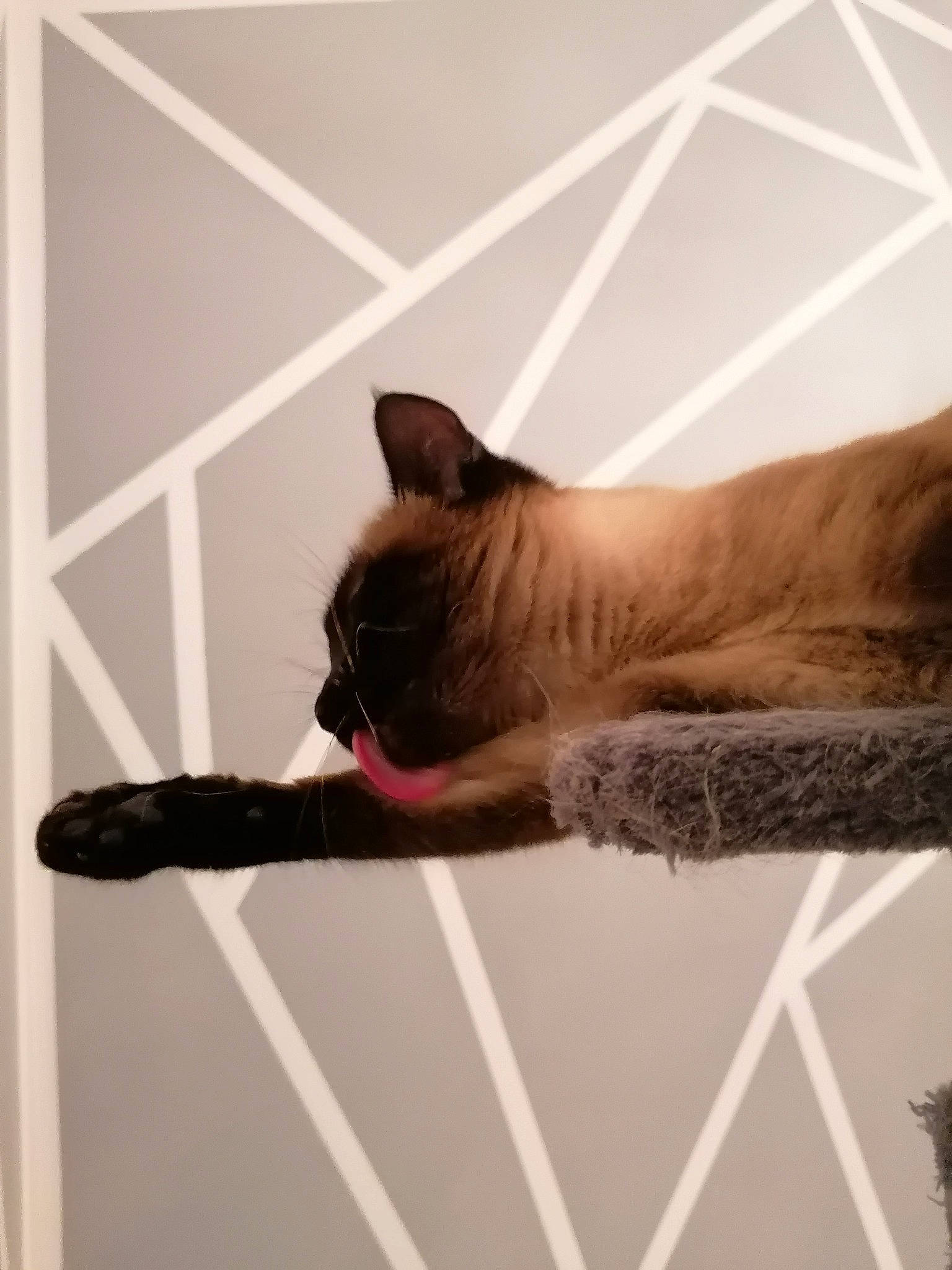 Chanel a rejoint le concours — aidez-le/la à gagner de superbes lots ! burmese, carnivore, cat, ear, fawn, felidae, small_to_medium_sized_cats, tail, thai, tonkinese, whiskers