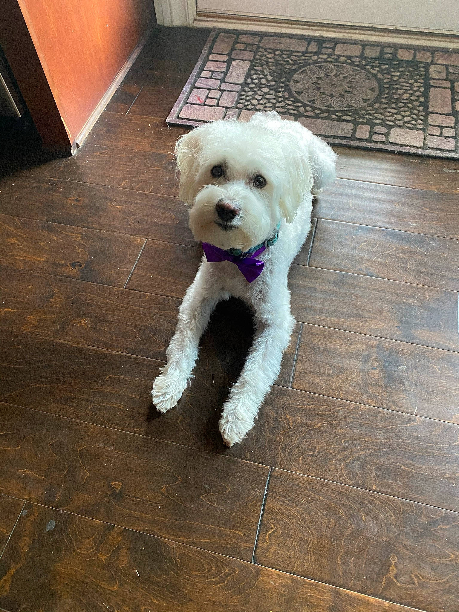 Bentley is registered to the contest to win money with this photo: carnivore, collar, companion_dog, dog, dog_breed, dog_clothes, dog_collar, dog_supply, fawn, floor, flooring, hardwood, pet_supply, small_terrier, snout, tail, terrier, toy_dog, wood, working_animal