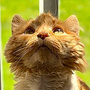Macy Baby is registered to the contest to win money with this photo: animal, cat, close_up, curious, cute, ears, face, feline, fur, ginger_cat, green_background, looking_up, nose, outdoor, pet, portrait, soft_light, sunlight, texture, whiskers