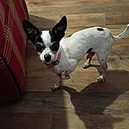 Bodie is registered to the contest to win money with this photo: dog, small_dog, black_and_white, ears, alert, wooden_floor, plaid_couch, indoor, pet, canine, shadow, curious, collar, standing, fur, domestic_animal, companion, animal, looking, home