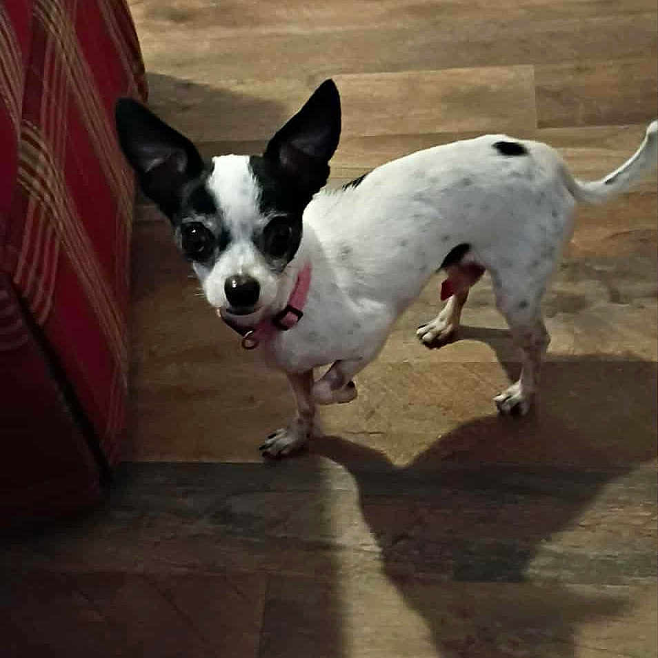 Bodie is registered to the contest to win money with this photo: dog, small_dog, black_and_white, ears, alert, wooden_floor, plaid_couch, indoor, pet, canine, shadow, curious, collar, standing, fur, domestic_animal, companion, animal, looking, home