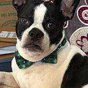 Junior is registered to the contest to win money with this photo: dog, boston_terrier, bow_tie, pet, indoor, portrait, black_and_white, ears, face, animal, cute, looking_at_camera, sitting, furniture, fabric, pattern, home, cozy, domestic, companion