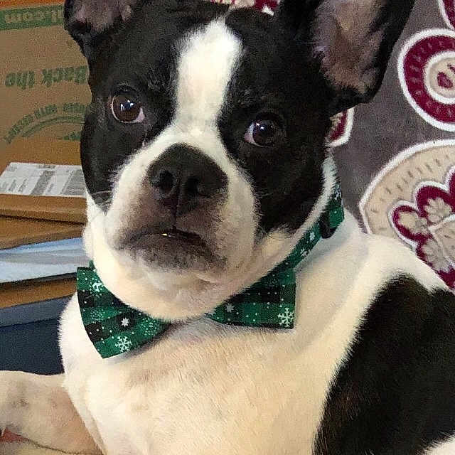 Junior