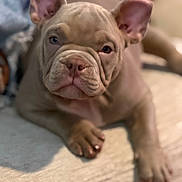 Ace joined the competition — help win amazing prizes! adorable, animal, canine, close_up, cute, dog, ears, fur, indoor, looking_at_camera, lying_down, nose, paw, pet, portrait, puppy, soft_light, texture, wrinkled_face, young
