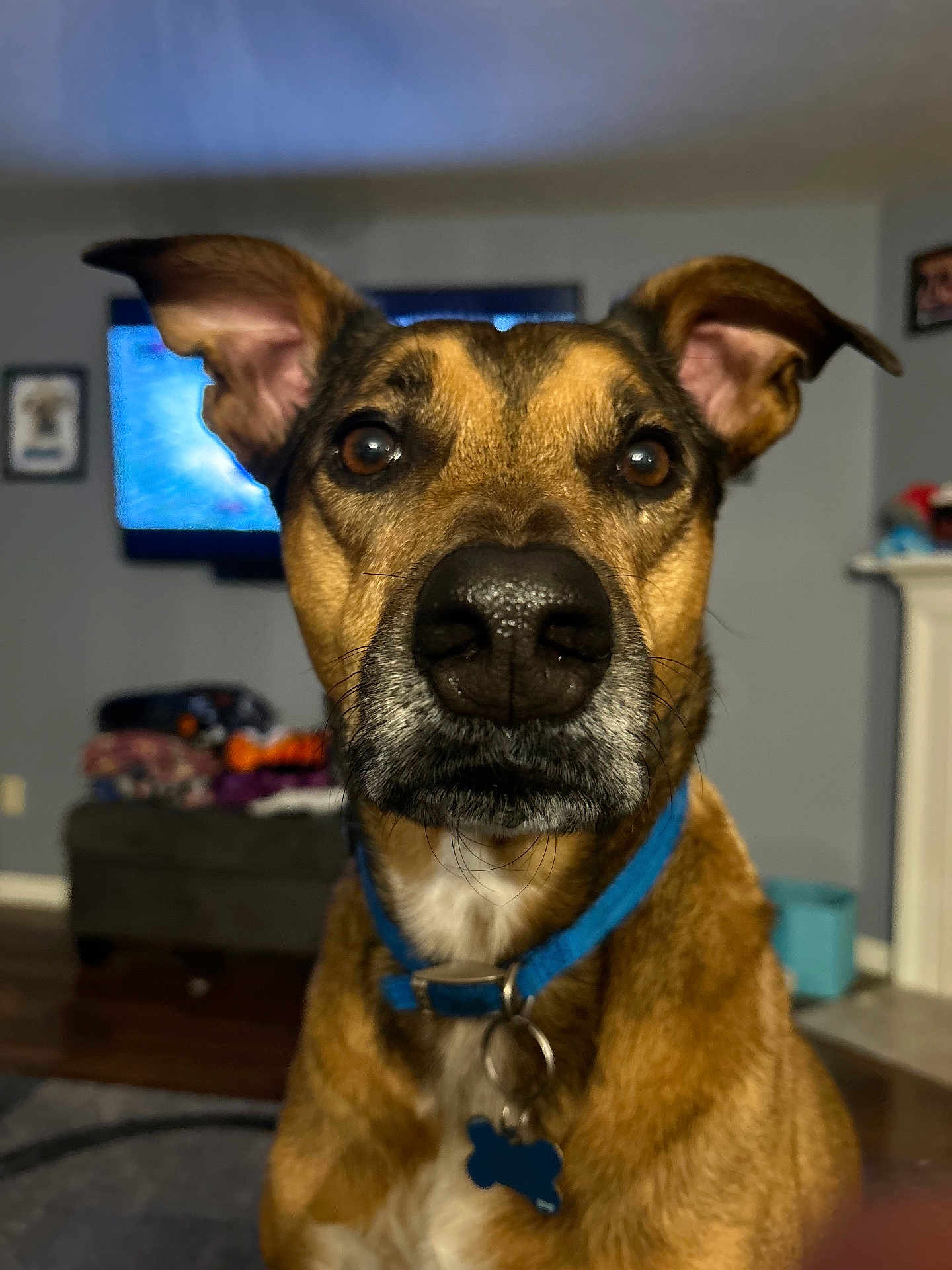 Scotch joined the competition — help win amazing prizes! dog, close_up, brown_fur, blue_collar, indoor, living_room, pet, ears, face, nostrils, tag, furniture, television, home, domestic_animal, canine, portrait, curious, animal, whiskers