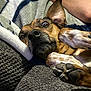 dog, pet, close_up, indoor, blanket, couch, paw, fur, ear, nose, eye, human_arm, texture, relaxed, resting, expression, animal, companion, cozy, home