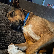 Scotch joined the competition — help win amazing prizes! dog, sleeping, collar, brown_fur, white_fur, paw, couch, cushion, indoor, home, relaxing, pet, closeup, nap, fur_texture, comfortable, animal, domestic, resting, cozy