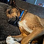 dog, sleeping, collar, brown_fur, white_fur, paw, couch, cushion, indoor, home, relaxing, pet, closeup, nap, fur_texture, comfortable, animal, domestic, resting, cozy